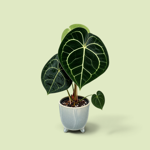 Junge Anthurium clarinervium in einem hellgrauen Keramiktopf, vier herzförmige Blätter mit silbrig-hellen Adern, in der Mitte ein rötlicher neuer Austrieb.