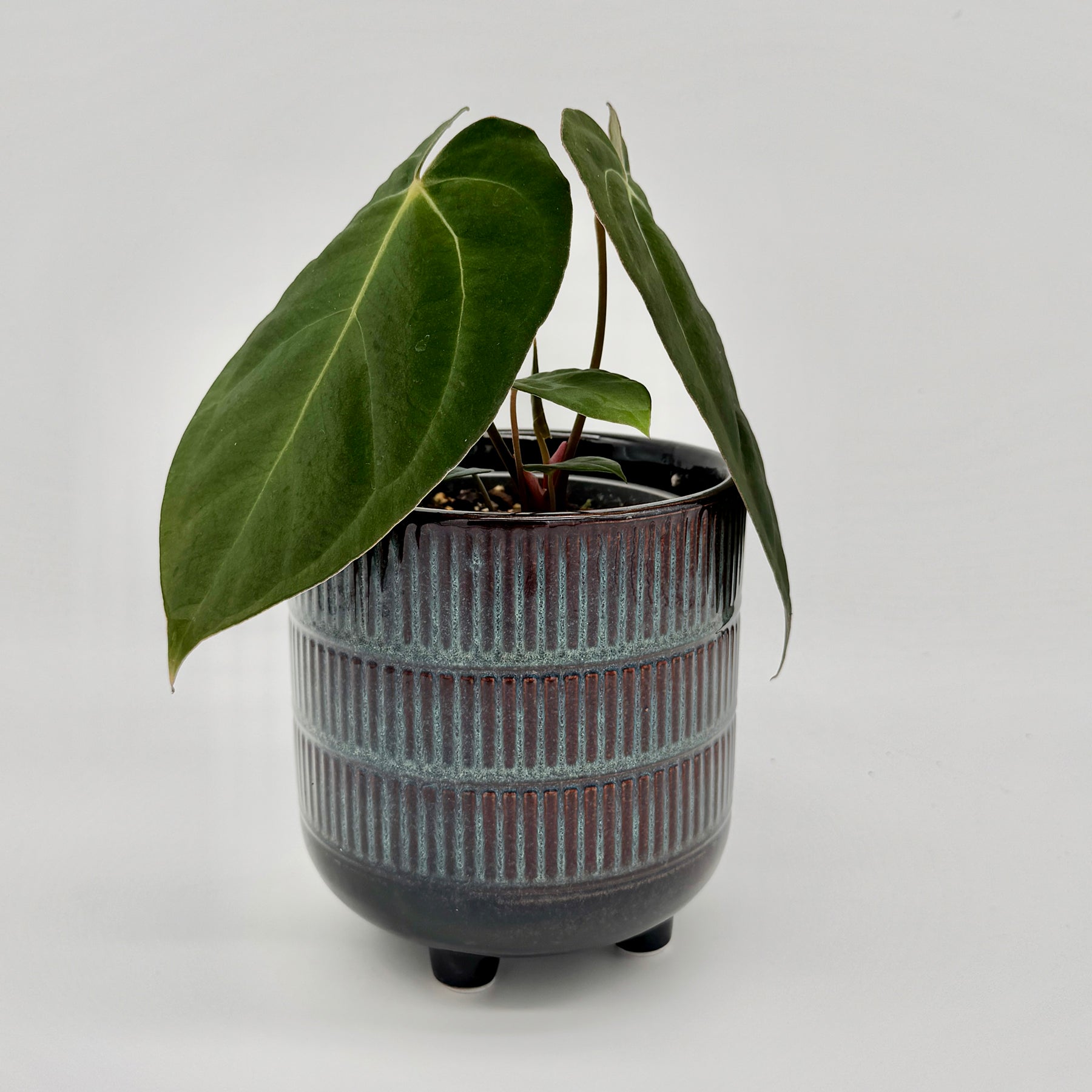 Anthurium Crystal Sky x papillilaminum mit samtig dunkelgrünen, herzförmigen Blättern in einem dunkelblauen Keramiktopf mit gerillter Struktur, vor hellem Hintergrund fotografiert.