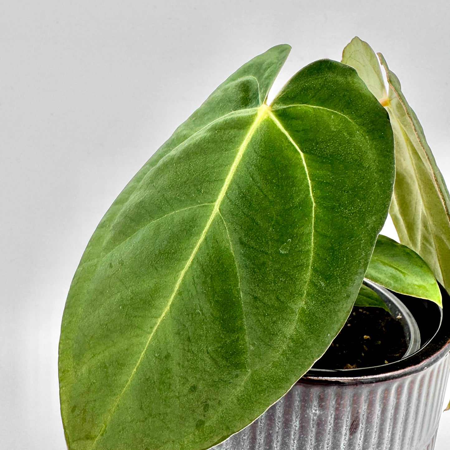 Detailaufnahme eines großen, samtigen Blatts der Anthurium Crystal Sky x papillilaminum mit heller Mittelrippe und feiner Blattstruktur vor neutralem Hintergrund.