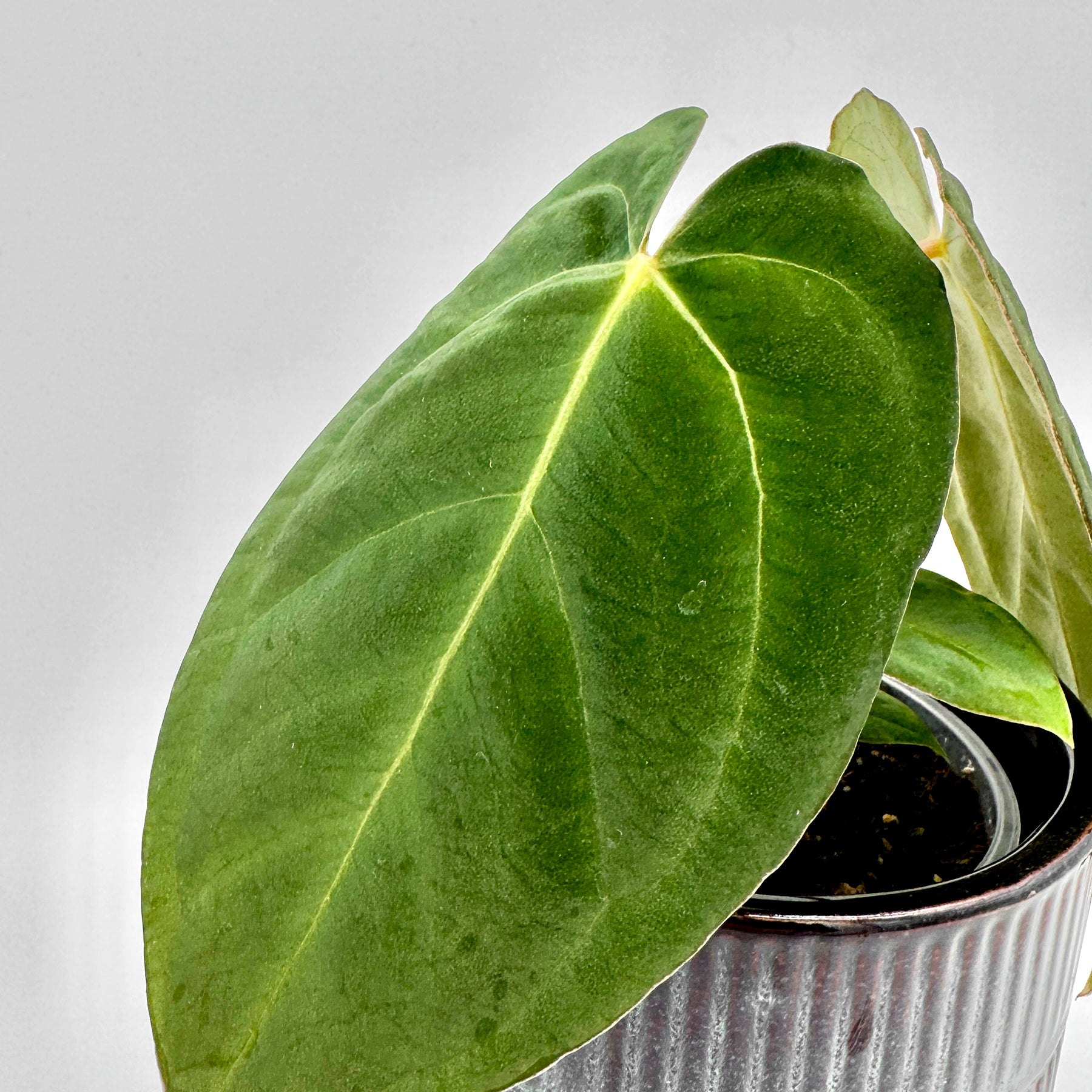 Detailaufnahme eines großen, samtigen Blatts der Anthurium Crystal Sky x papillilaminum mit heller Mittelrippe und feiner Blattstruktur vor neutralem Hintergrund.