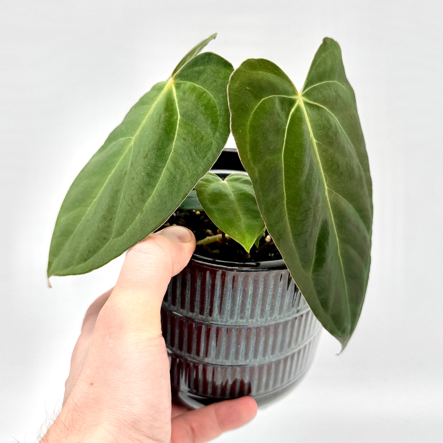 Anthurium Crystal Sky x papillilaminum in Nahaufnahme, gehalten in einer Hand, mit samtigen Blättern und einem modernen Keramiktopf vor weißem Hintergrund.