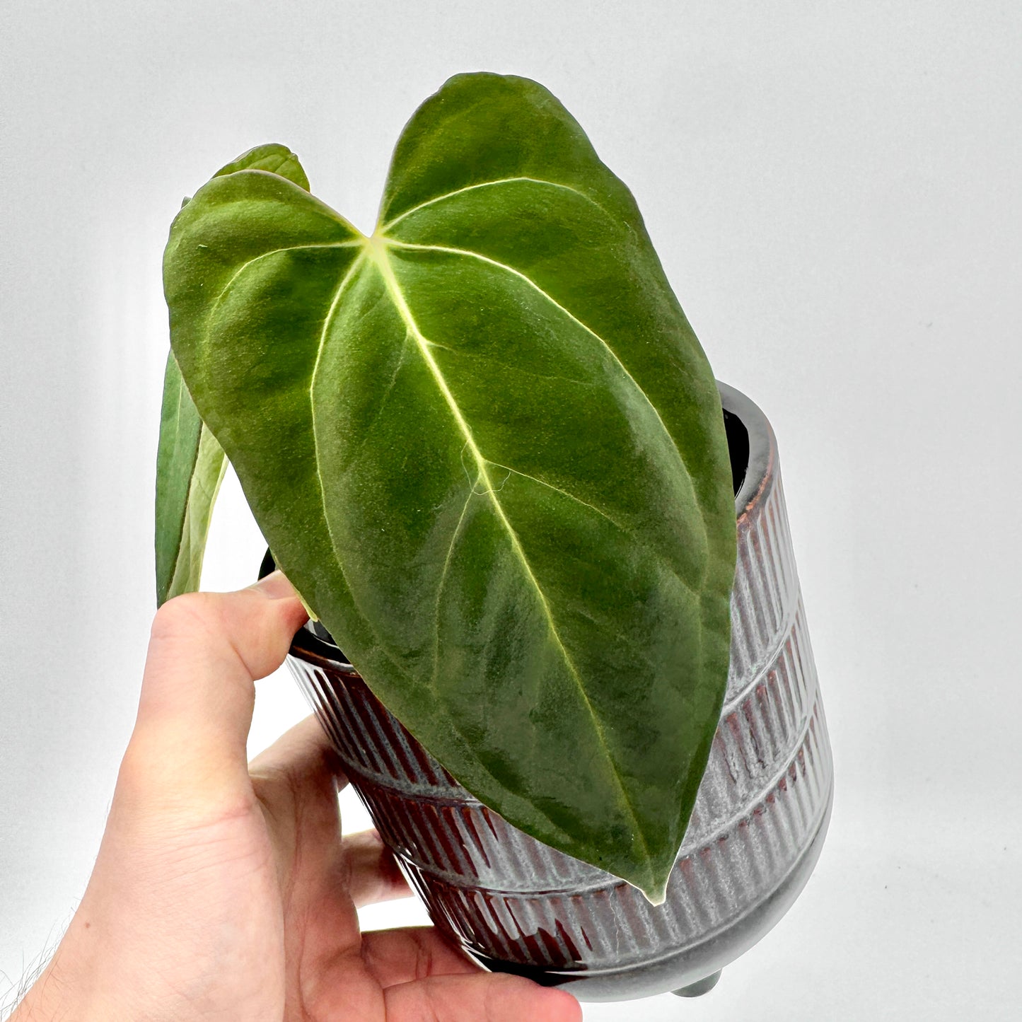 Großes, samtig grünes Blatt der Anthurium Crystal Sky x papillilaminum in Nahaufnahme, betont durch die markante helle Blattaderung und den eleganten Keramiktopf.