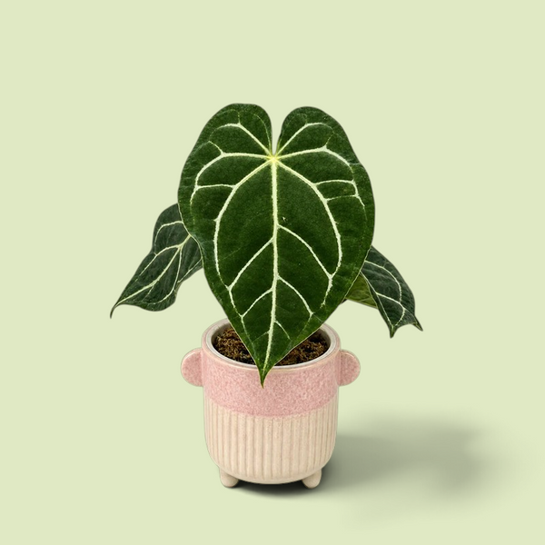 Junge Anthurium crystallinum Silver Blush mit silbrig geaderten Blättern in einem rosafarbenen Topf vor hellgrünem Hintergrund.