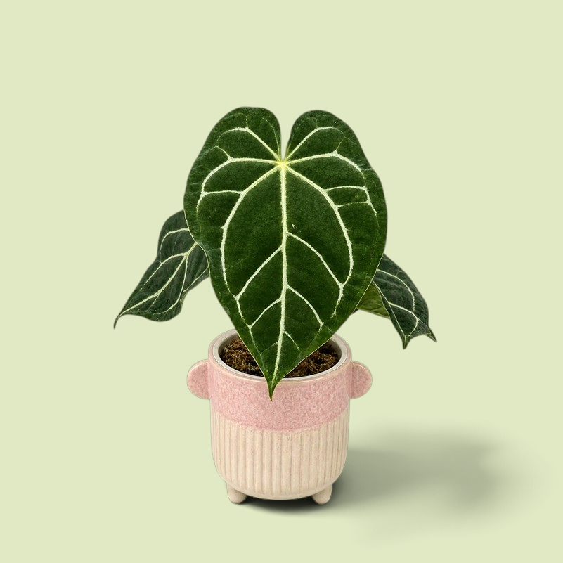 Junge Anthurium crystallinum Silver Blush mit silbrig geaderten Blättern in einem rosafarbenen Topf vor hellgrünem Hintergrund.