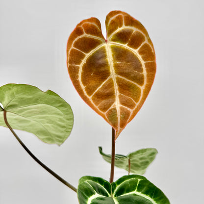 Junges Blatt der Anthurium crystallinum in warmem Kupferton mit deutlich gezeichneter heller Aderung, im Kontrast zu grünen, ausgereiften Blättern im Hintergrund – fotografiert vor neutralem Hintergrund für eine klare, detailreiche Darstellung.