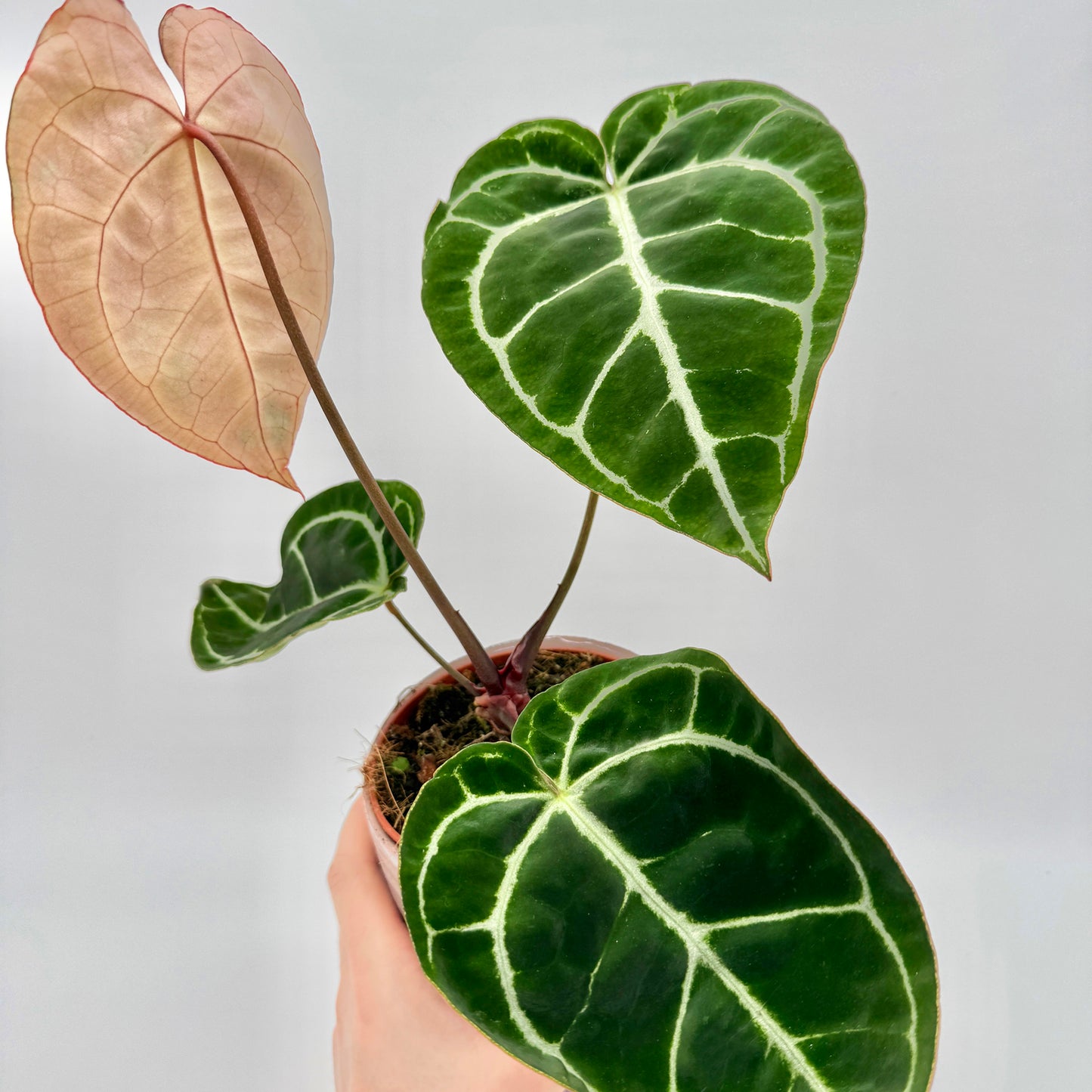 Mehrblättrige Anthurium crystallinum mit samtig dunkelgrünen, herzförmigen Blättern und einem zart rosafarbenen Neutrieb in einem Pflanztopf, von Hand gehalten und vor hellem Hintergrund fotografiert – ideale Darstellung der typischen Blattstruktur und Farbvielfalt dieser Rarität.