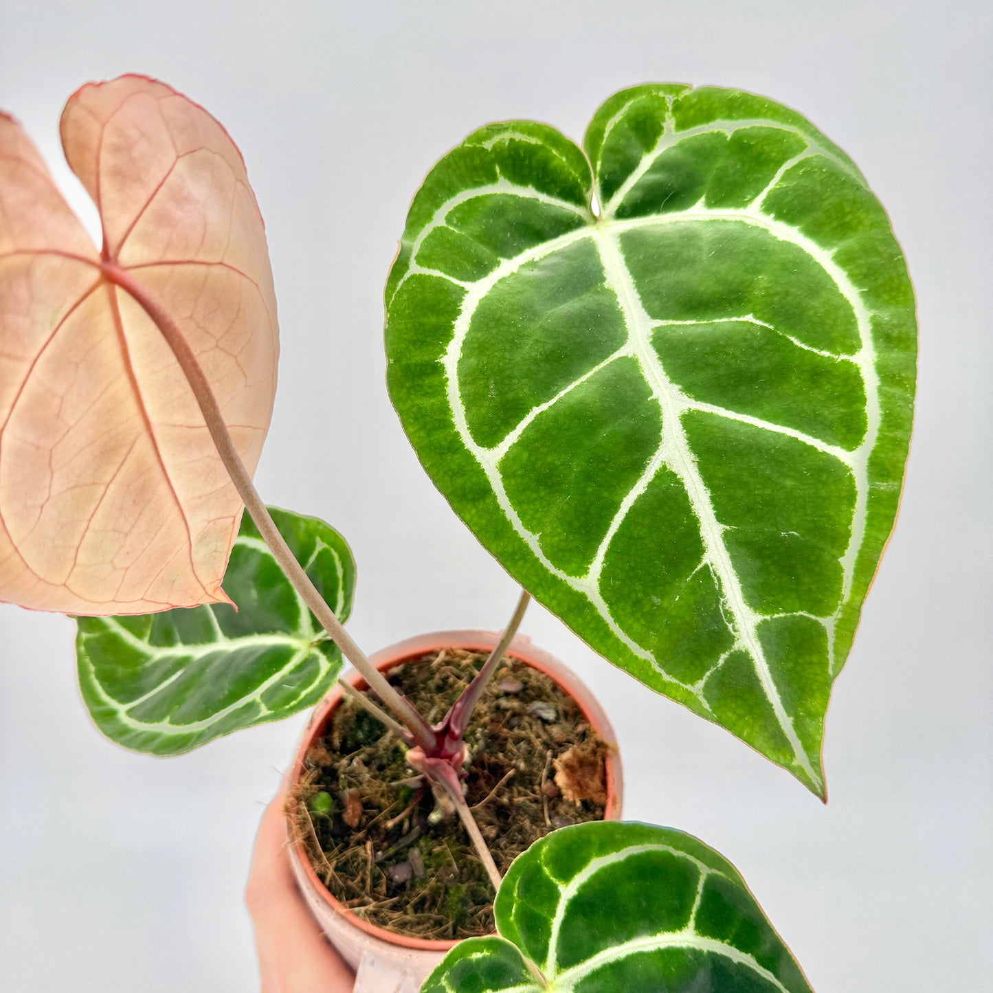 Anthurium crystallinum mit kontrastreichem Spiel aus tiefgrünen, samtigen Blättern und einem zarten, rosafarbenen Neutrieb, aus einem kleinen Pflanztopf wachsend und vor hellem Hintergrund gezeigt – klare, ästhetische Produktaufnahme für SEO-optimierte Pflanzenpräsentation.