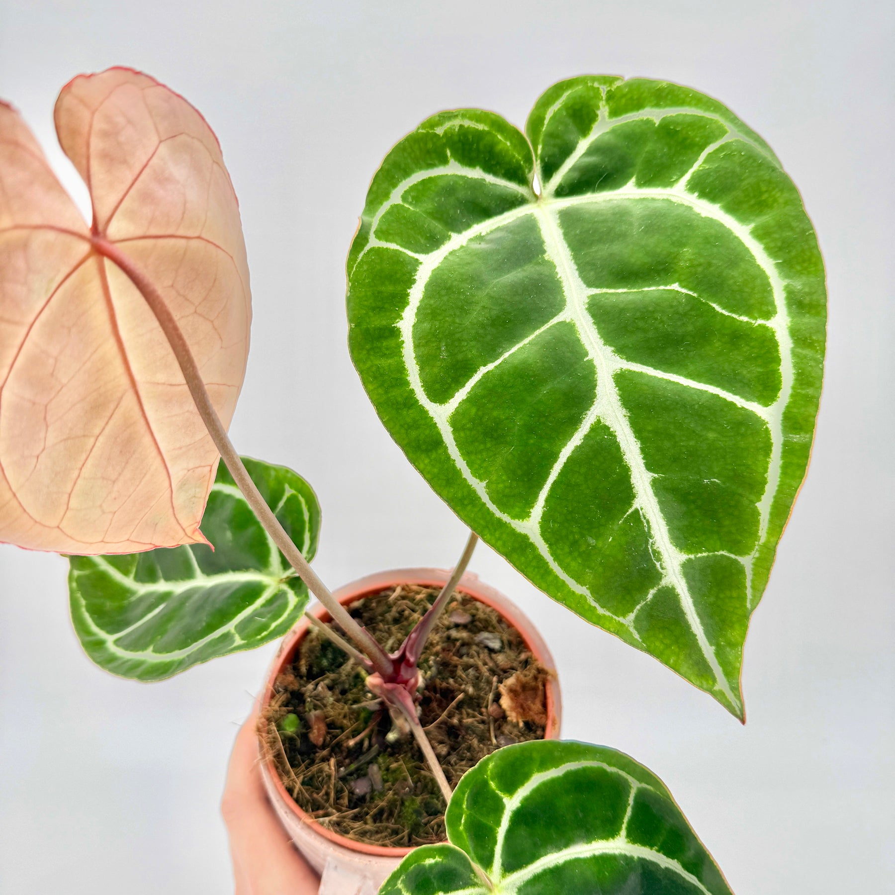 Anthurium crystallinum mit kontrastreichem Spiel aus tiefgrünen, samtigen Blättern und einem zarten, rosafarbenen Neutrieb, aus einem kleinen Pflanztopf wachsend und vor hellem Hintergrund gezeigt – klare, ästhetische Produktaufnahme für SEO-optimierte Pflanzenpräsentation.