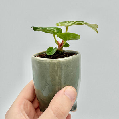 Seitenansicht einer Anthurium crystallinum Silver Blush mit zarten, samtig grünen Blättern und rötlichen Stielen, die aus einem kleinen Topf vor neutralem Hintergrund wachsen.