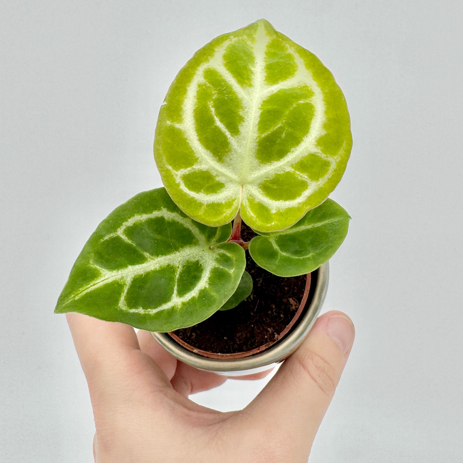 Draufsicht auf eine junge Anthurium crystallinum Silver Blush mit drei herzförmigen Blättern in hell- und dunkelgrüner Maserung, aufgenommen in einem Topf vor hellem Hintergrund.