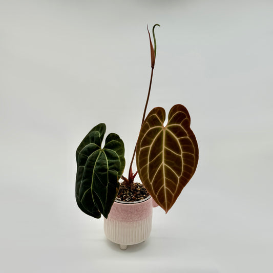 Anthurium crystallinum x besseae aff.