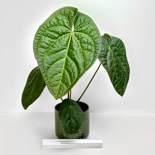 Anthurium crystallinum x luxurians