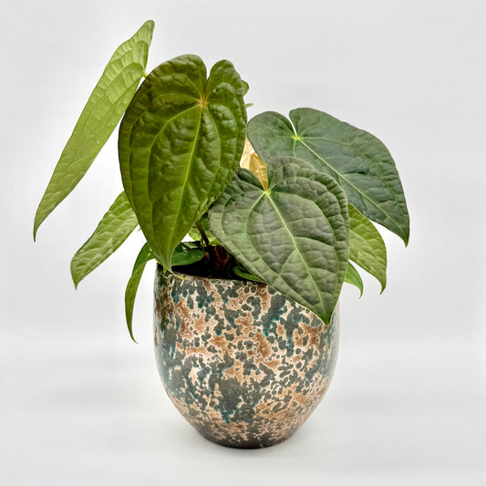 Anthurium crystallinum x luxurians mit mehreren herzförmigen, leicht strukturierten Blättern in verschiedenen Grüntönen vor hellem Hintergrund, fotografiert in einem runden, grün-braun gesprenkelten Keramiktopf – detailreich und klar abgebildet.