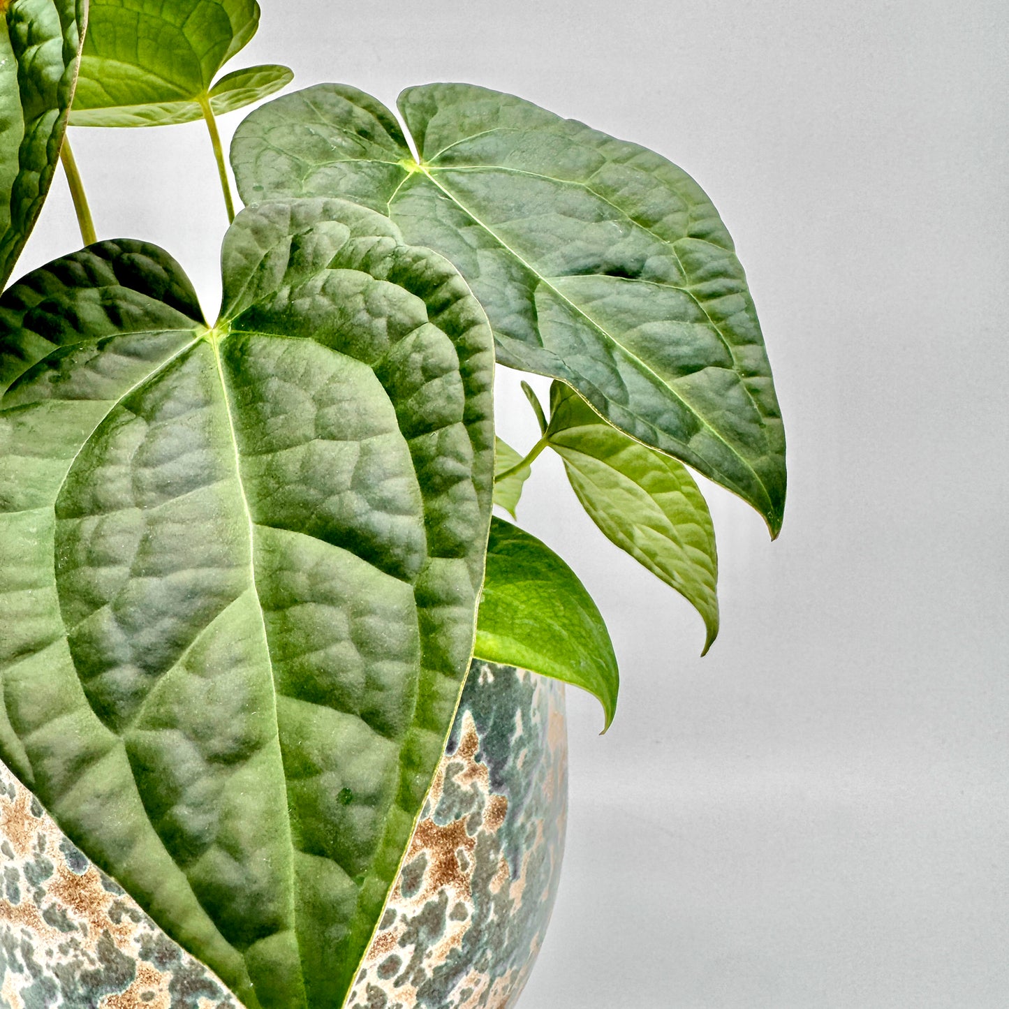 Nahaufnahme der Anthurium crystallinum x luxurians mit betont samtiger Blattoberfläche und ausgeprägter Nervatur, die das kräftige Grün kontrastreich hervorhebt, vor neutralem Hintergrund.