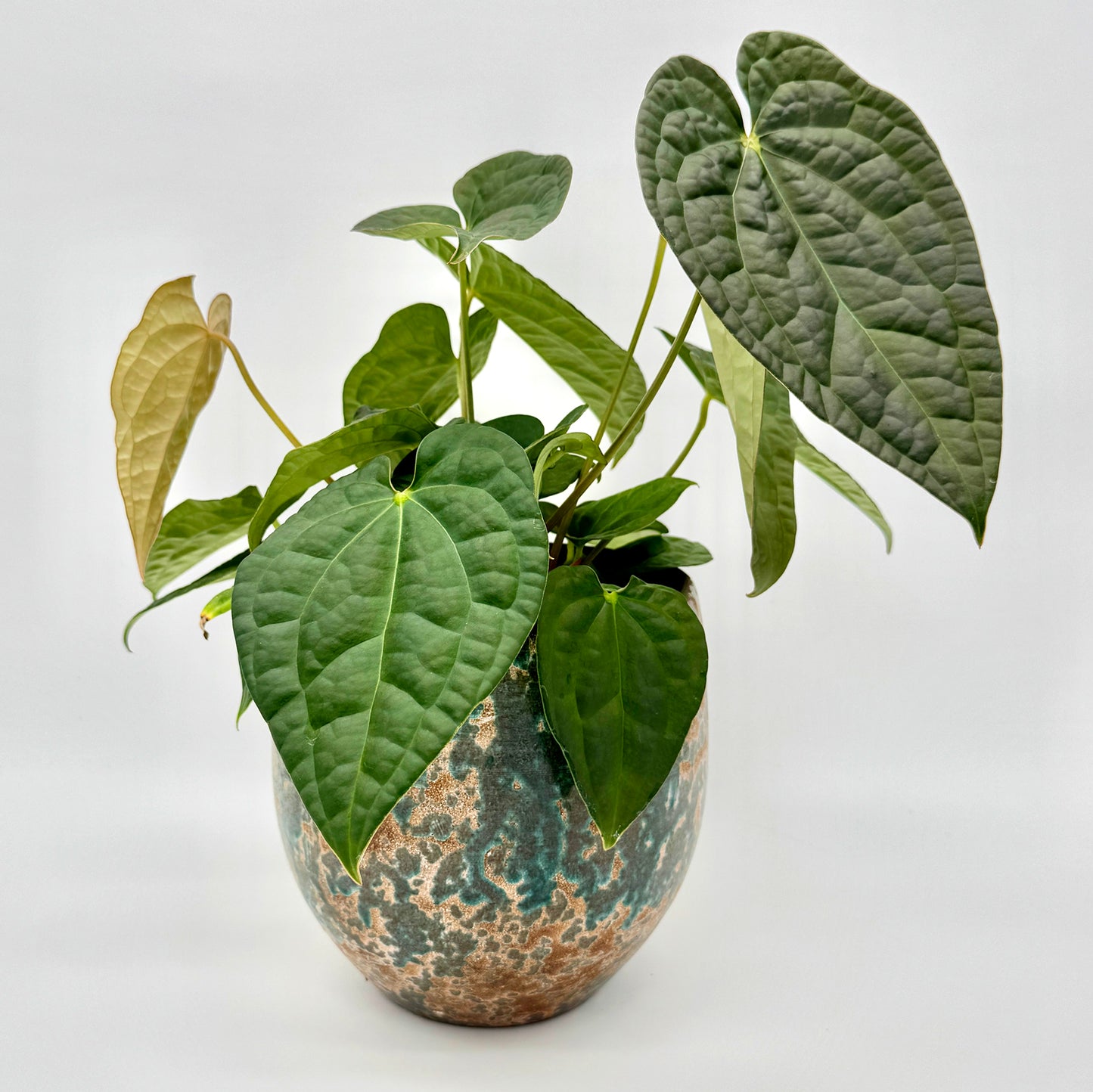 Anthurium crystallinum x luxurians mit mehreren kräftigen Trieben und unterschiedlich großen Blättern in sattem Grün, aufgenommen in einem gesprenkelten Keramiktopf vor hellem Hintergrund.