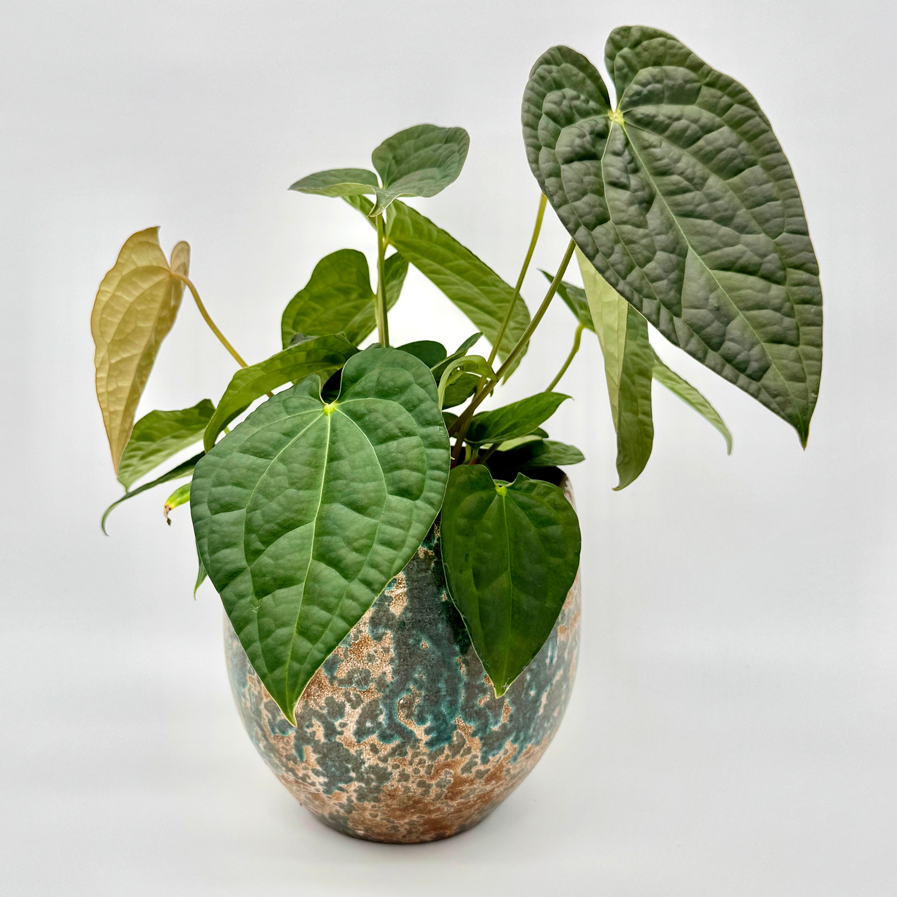 Anthurium crystallinum x luxurians mit mehreren kräftigen Trieben und unterschiedlich großen Blättern in sattem Grün, aufgenommen in einem gesprenkelten Keramiktopf vor hellem Hintergrund.