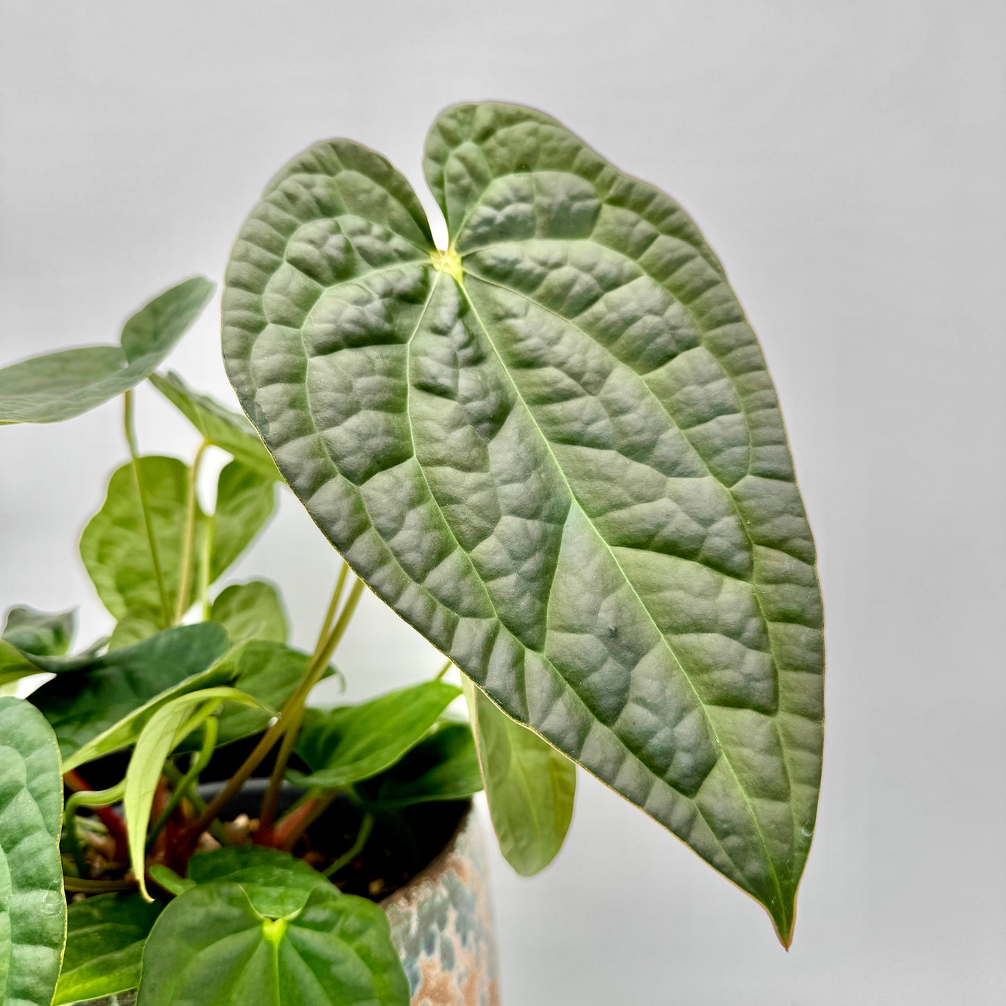 Detailaufnahme eines großen, strukturierten Blatts der Anthurium crystallinum x luxurians mit feiner Aderung und samtig-matter Oberfläche, elegant aus einem gemusterten Keramiktopf wachsend.
