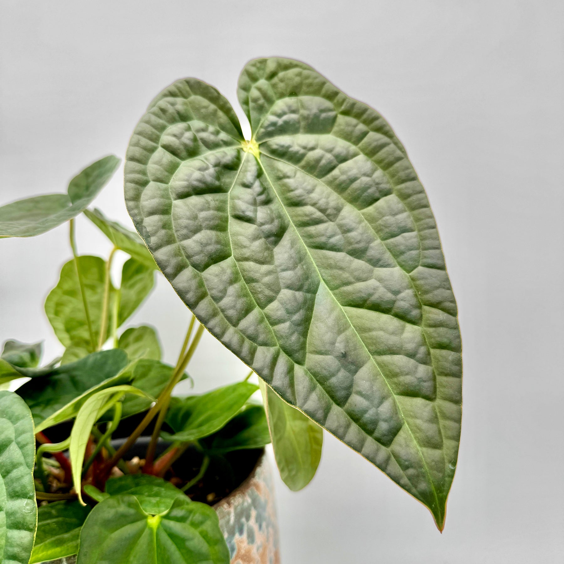 Detailaufnahme eines großen, strukturierten Blatts der Anthurium crystallinum x luxurians mit feiner Aderung und samtig-matter Oberfläche, elegant aus einem gemusterten Keramiktopf wachsend.