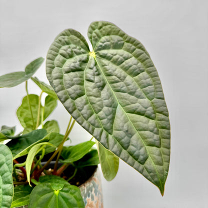 Detailaufnahme eines großen, strukturierten Blatts der Anthurium crystallinum x luxurians mit feiner Aderung und samtig-matter Oberfläche, elegant aus einem gemusterten Keramiktopf wachsend.