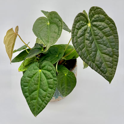 Obere Ansicht einer Anthurium crystallinum x luxurians mit mehreren großen, herzförmigen Blättern und einem frischen Neutrieb, aufgenommen vor hellem Hintergrund in einem dekorativen Keramiktopf.