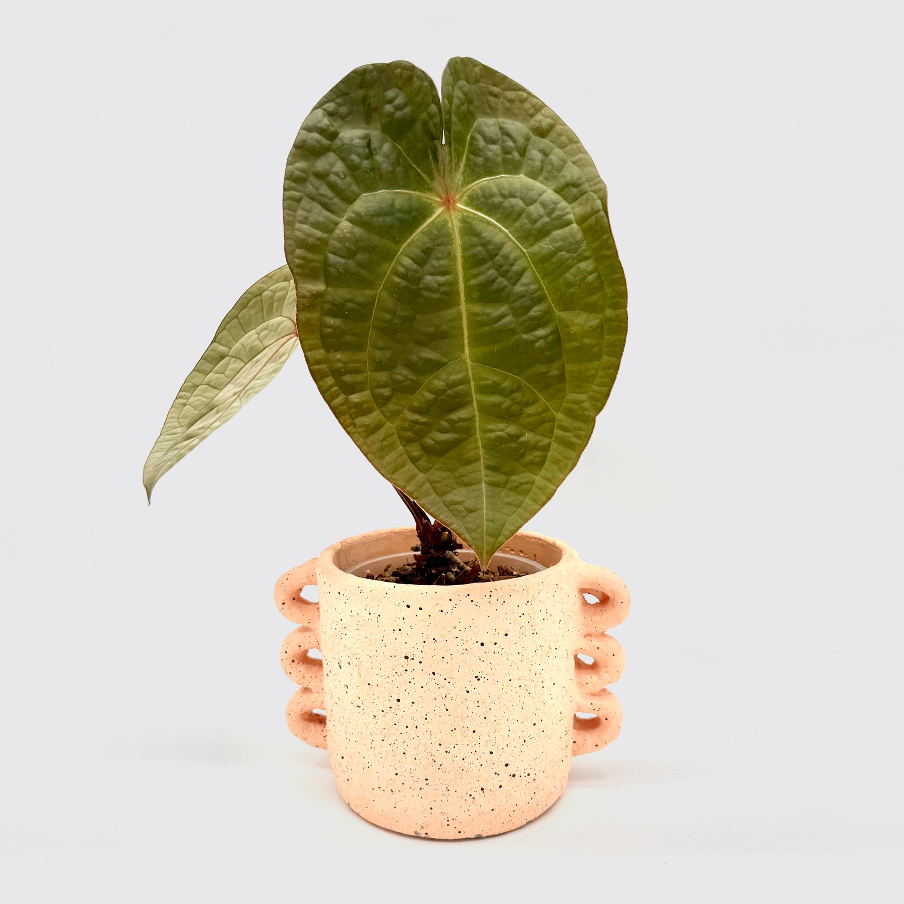 Anthurium forgetii x luxurians mit großen, leicht strukturierten, olivgrünen Blättern in einem beigefarbenen, handgefertigt wirkenden Übertopf vor weißem Hintergrund – die samtige Oberfläche und die markante Blattaderung betonen den luxuriösen Charakter dieser seltenen Anthurium-Hybride.