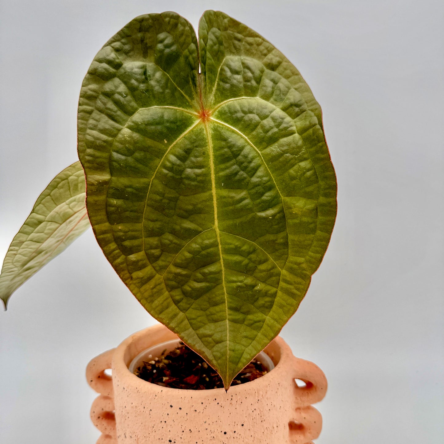 Detailaufnahme eines herzförmigen Blatts der Anthurium forgetii x luxurians mit kräftiger Mittelader und feiner Textur, beleuchtet vor hellem Hintergrund – ideal zur Darstellung der besonderen Blattstruktur und des dezenten Glanzes dieser exklusiven Anthurium-Hybride.