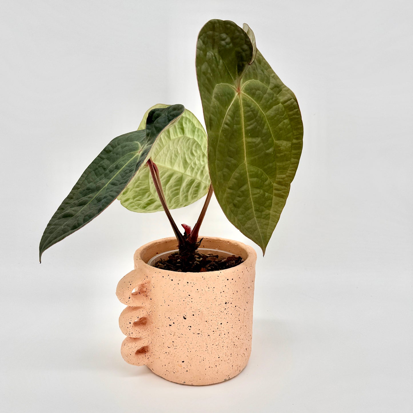 Anthurium forgetii x luxurians mit zwei unterschiedlich großen Blättern in einem strukturierten, hellen Keramiktopf vor neutralem Hintergrund – das Bild zeigt die plastische Blattstruktur und den charakteristischen Mix aus luxurians-Relief und forgetii-Form.