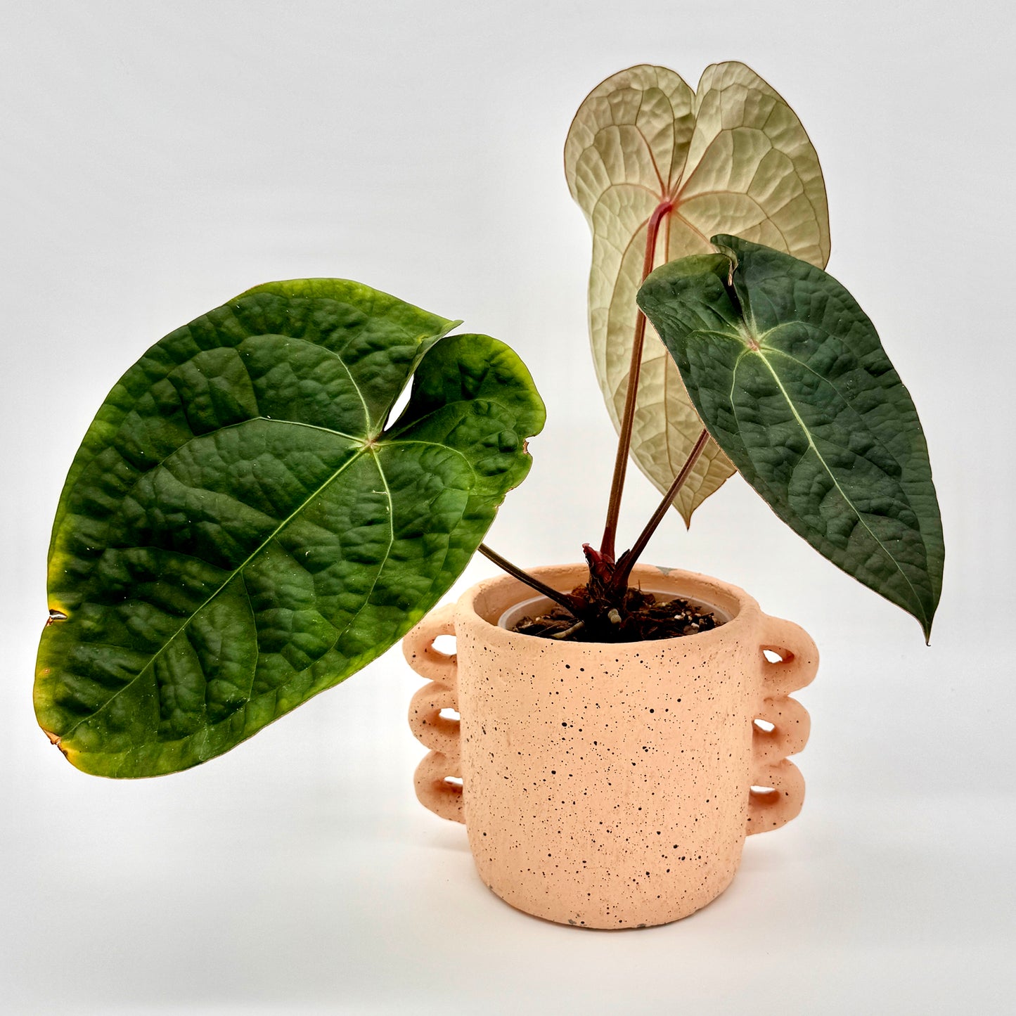 Anthurium forgetii x luxurians mit mehreren herzförmigen Blättern in verschiedenen Grüntönen, aufgenommen in einem modernen beigefarbenen Übertopf mit seitlichen Griffdetails vor weißem Hintergrund – die Aufnahme betont die plastische Blattstruktur und den kräftigen Wuchs dieser Hybride.
