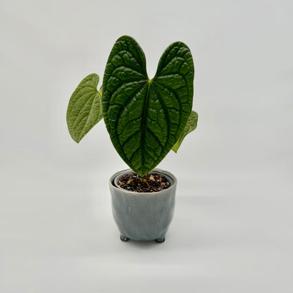 Anthurium luxurians