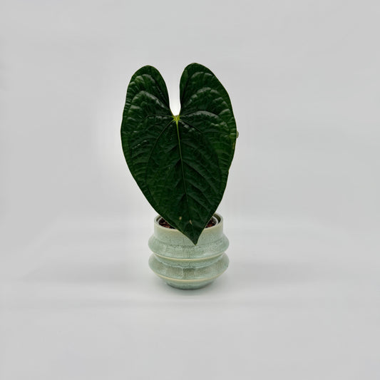 Anthurium luxurians