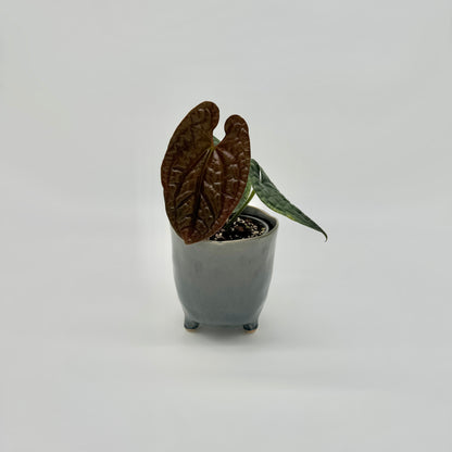 Anthurium luxurians