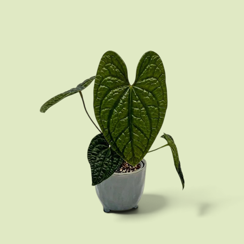 Eine Anthurium luxurians mittlerergröße in einem grauen Topf auf weißen Hintergrund.