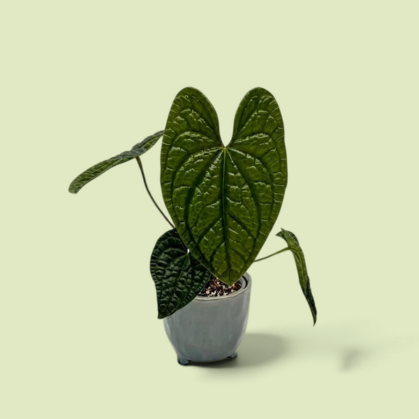 Eine Anthurium luxurians mittlerergröße in einem grauen Topf auf weißen Hintergrund.