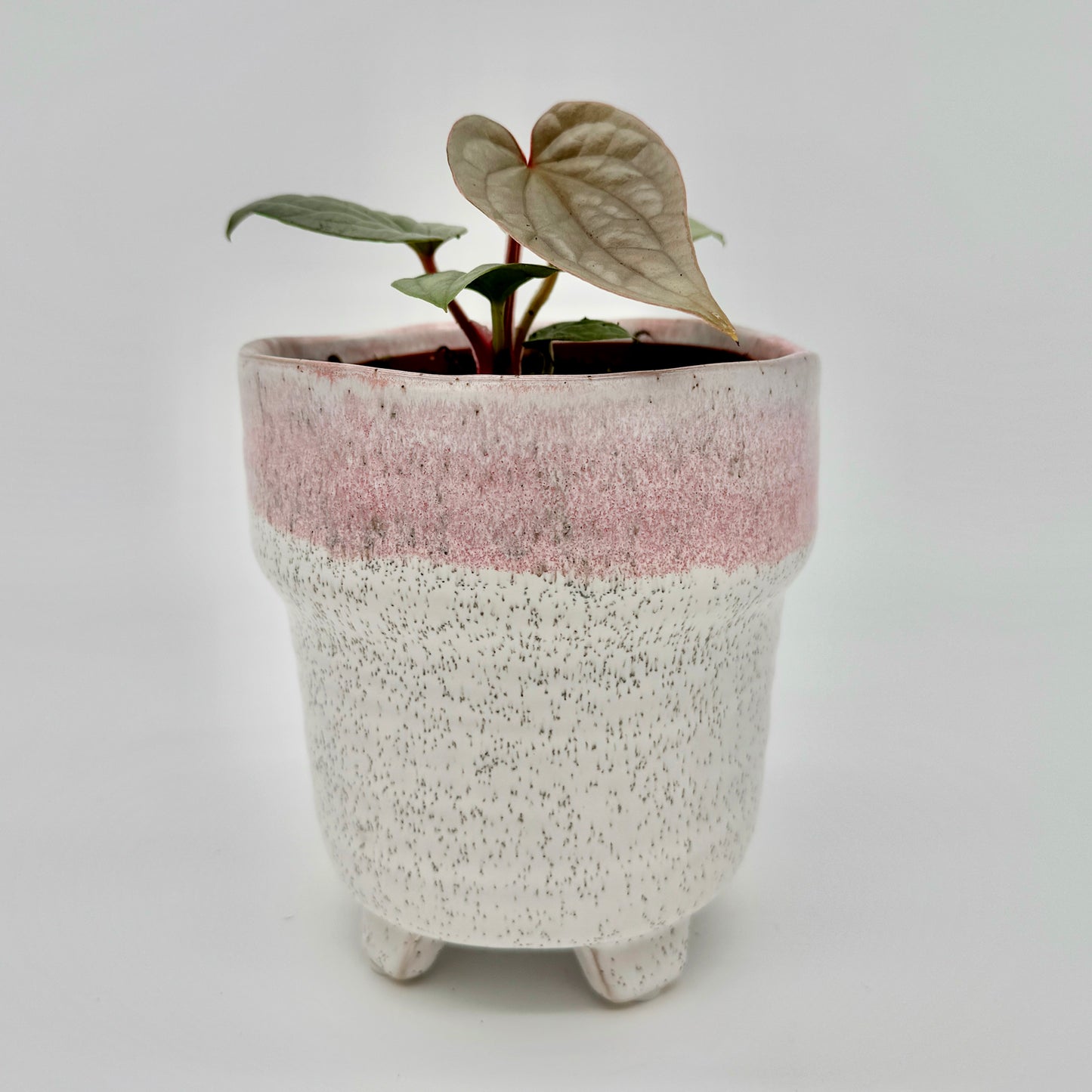 Anthurium luxurians mit herzförmigen, leicht gewellten Blättern in zartem Silbergrün, die aus einem kleinen Topf wachsen – fotografiert vor hellem Hintergrund zur klaren Darstellung der Blattstruktur und Textur.