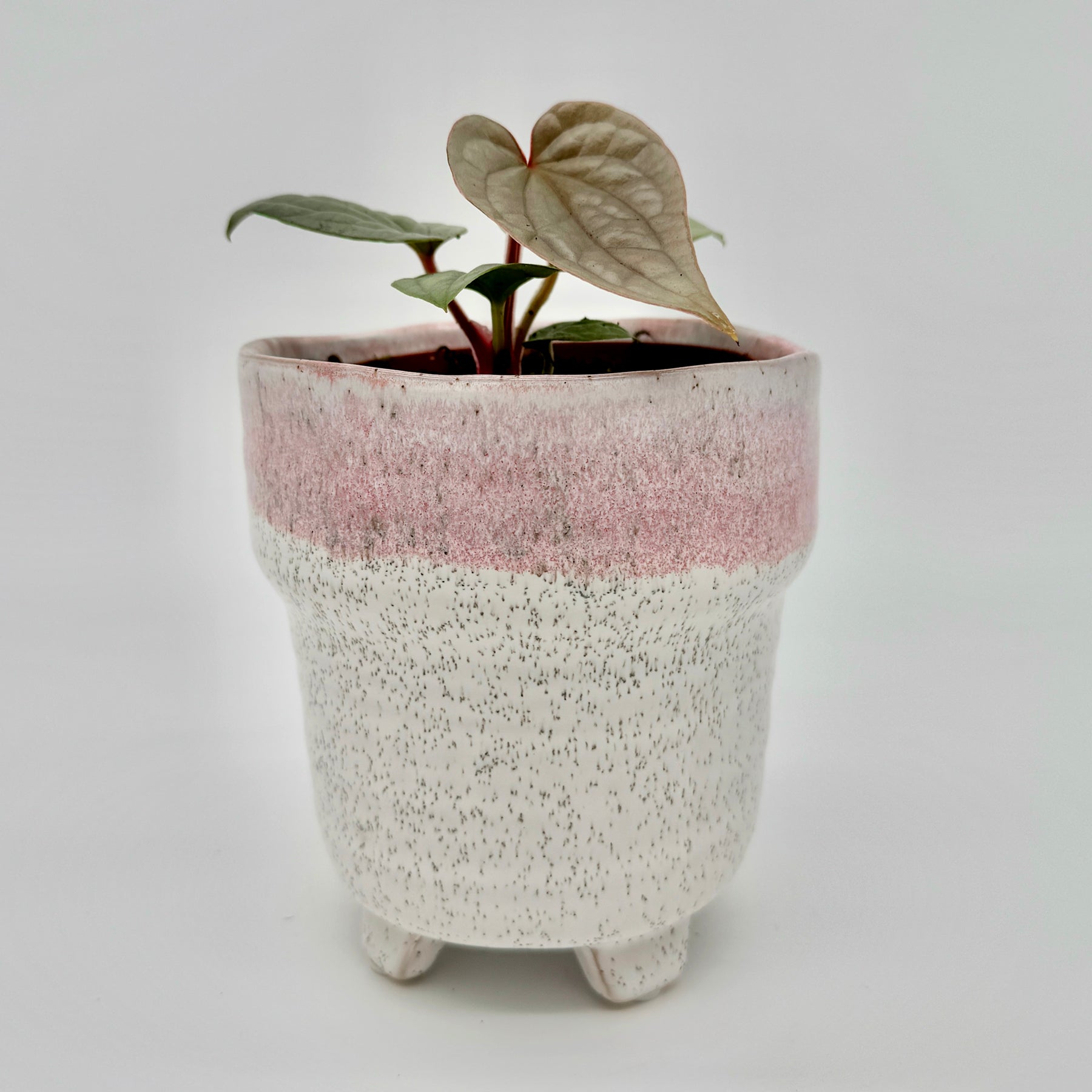 Anthurium luxurians mit herzförmigen, leicht gewellten Blättern in zartem Silbergrün, die aus einem kleinen Topf wachsen – fotografiert vor hellem Hintergrund zur klaren Darstellung der Blattstruktur und Textur.