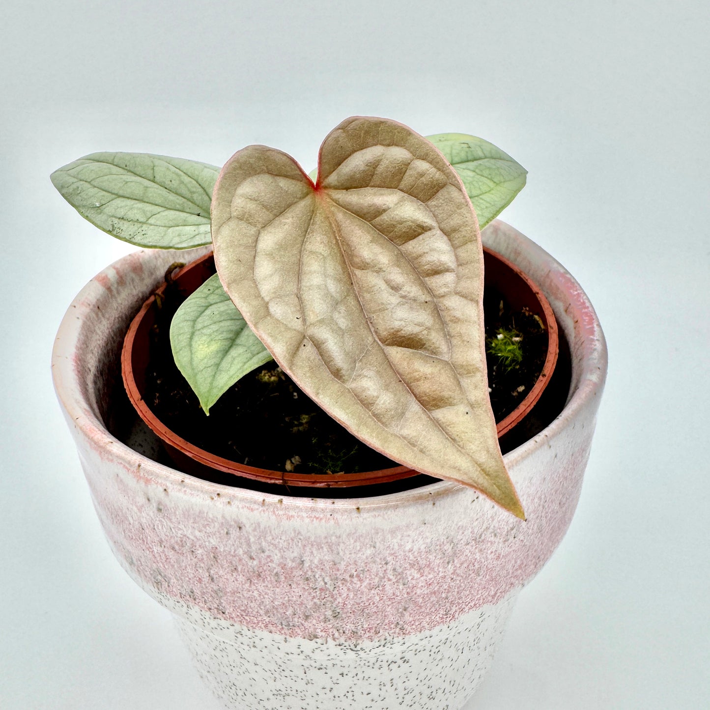 Detailaufnahme einer Anthurium luxurians mit sanft schimmerndem, silbrig-beigem Hauptblatt in Herzform und sichtbarer Blattaderung, von oben fotografiert vor hellem Hintergrund.