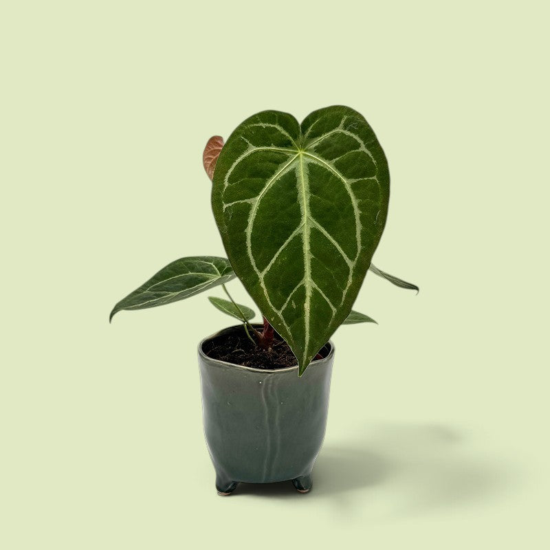 Junge Anthurium magnificum im dunkelgrauen Keramiktopf, großes samtiges Herzblatt mit hellen Adern, dahinter ein rotbraun austreibendes Blatt.