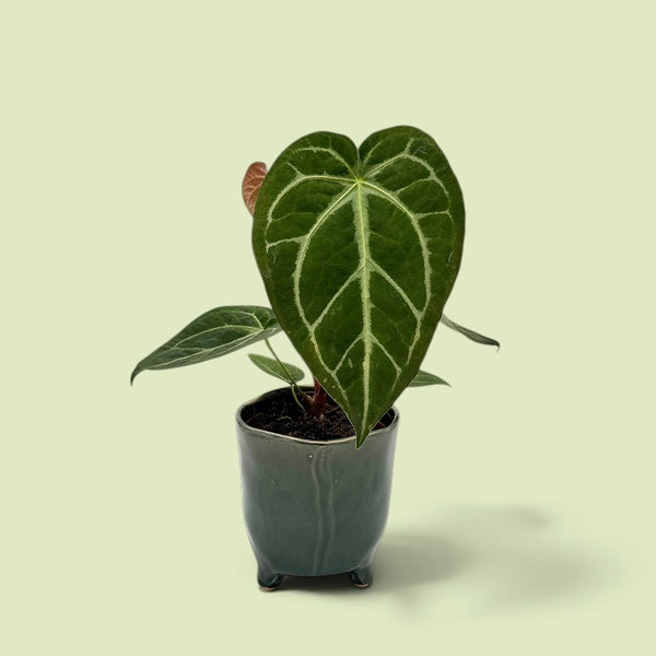 Junge Anthurium magnificum im dunkelgrauen Keramiktopf, großes samtiges Herzblatt mit hellen Adern, dahinter ein rotbraun austreibendes Blatt.