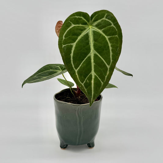 Anthurium magnificum