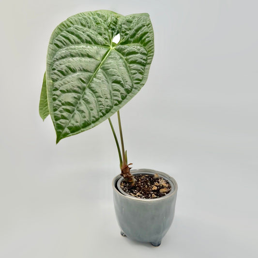 Anthurium nigrolaminum 'Gigi' x luxurians