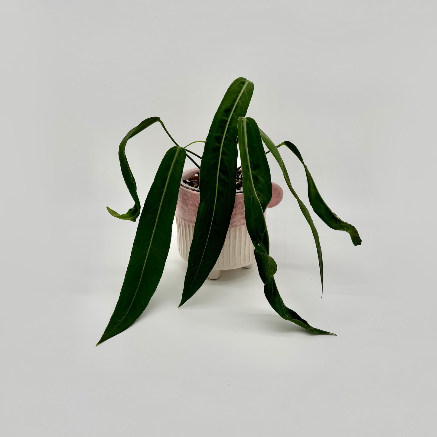 Anthurium pallidiflorum