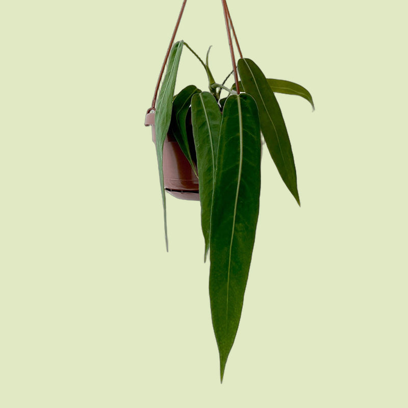 Anthurium pallidiflorum im Hängetopf mit langen, schmalen, dunkelgrünen Blättern und heller Mittelrippe