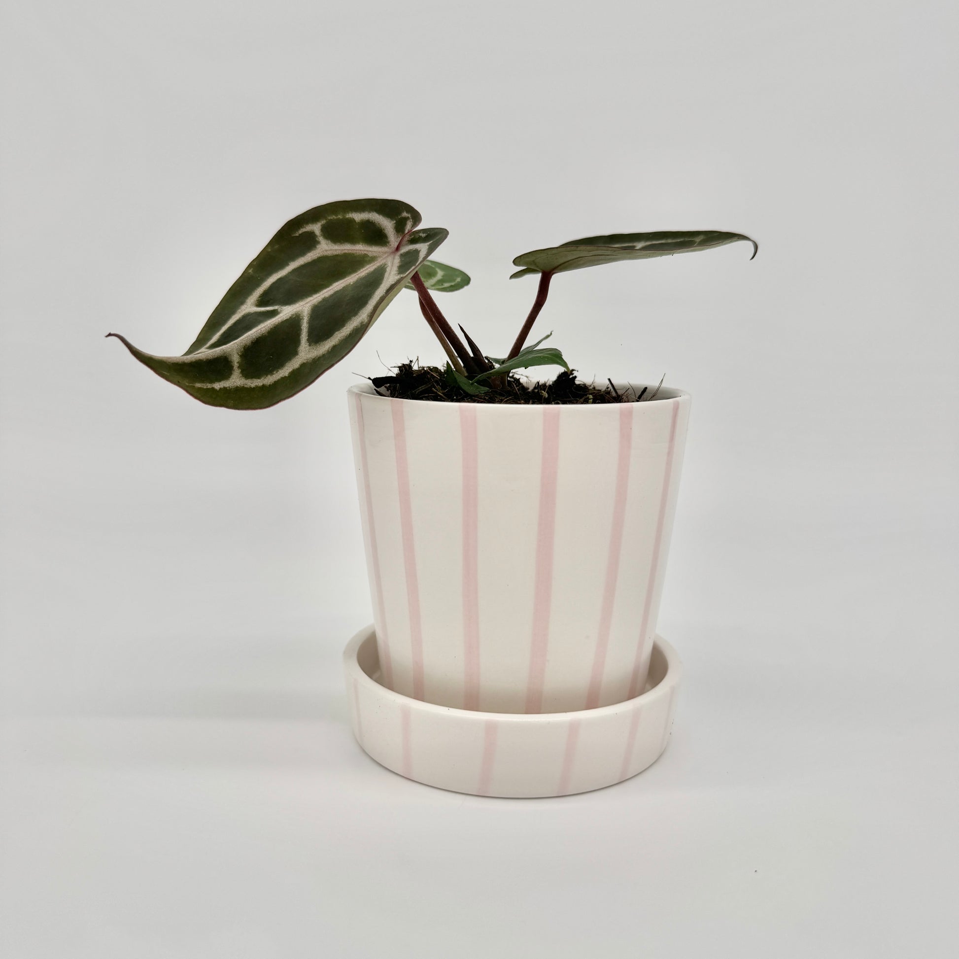 Anthurium Red Crystallinum im rosa gestreiften Keramiktopf mit Untersetzer, mit dunkelgrünen Blättern und weißer Aderung.