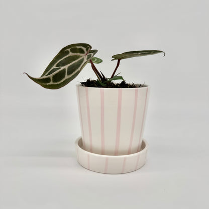 Anthurium Red Crystallinum im rosa gestreiften Keramiktopf mit Untersetzer, mit dunkelgrünen Blättern und weißer Aderung.