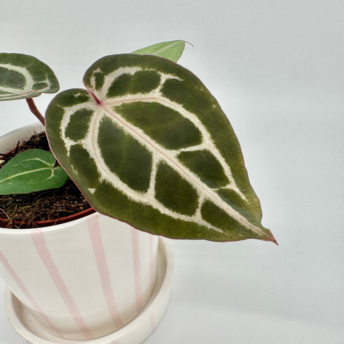 Blatt eines Anthurium Red Crystallinum in Nahaufnahme: samtig dunkelgrün mit breiter, silberweißer Aderung und rötlichem Rand.
