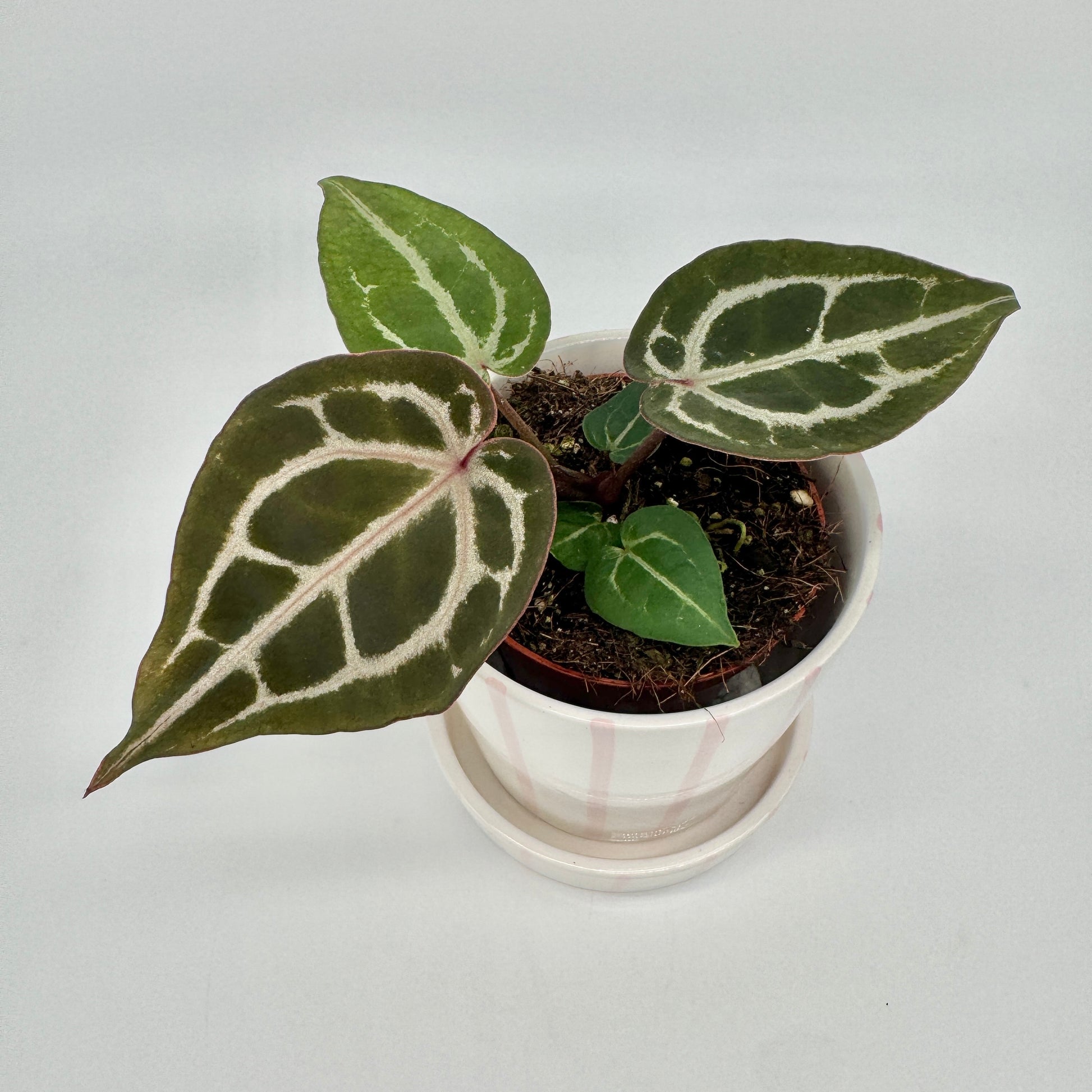 Anthurium Red Crystallinum von oben: drei herzförmige Blätter mit weißer Aderung über dem rosa gestreiften Keramiktopf.