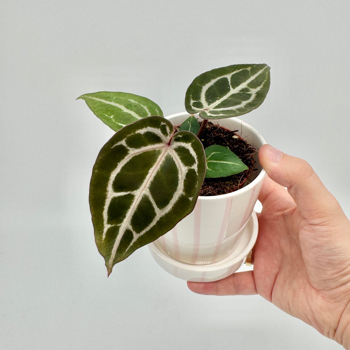 Anthurium Red Crystallinum im rosa gestreiften Keramiktopf, in der Hand gehalten, mit samtigen Blättern und heller Aderung.