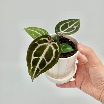 Anthurium Red Crystallinum im rosa gestreiften Keramiktopf, in der Hand gehalten, mit samtigen Blättern und heller Aderung.