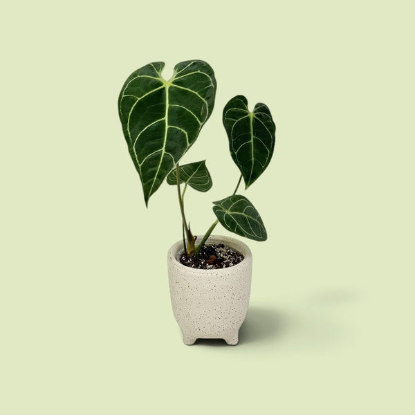 Junge Anthurium regale mit vier samtig dunkelgrünen, herzförmigen Blättern und hellen Adern in einem hellen Topf vor hellgrünem Hintergrund.