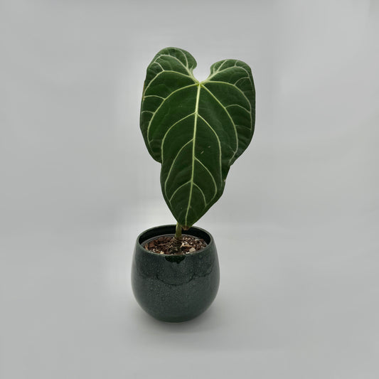 Anthurium regale